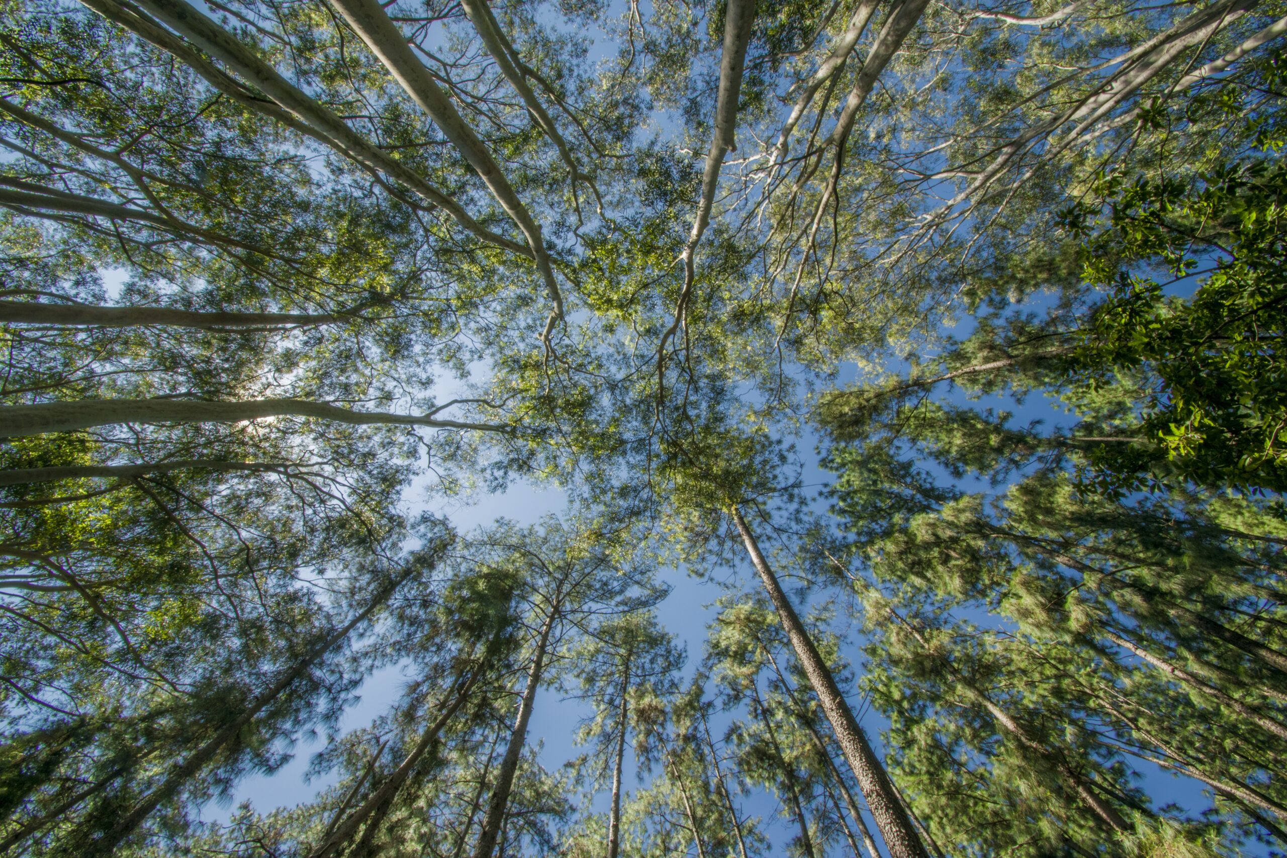 préservation environnement nature arbres