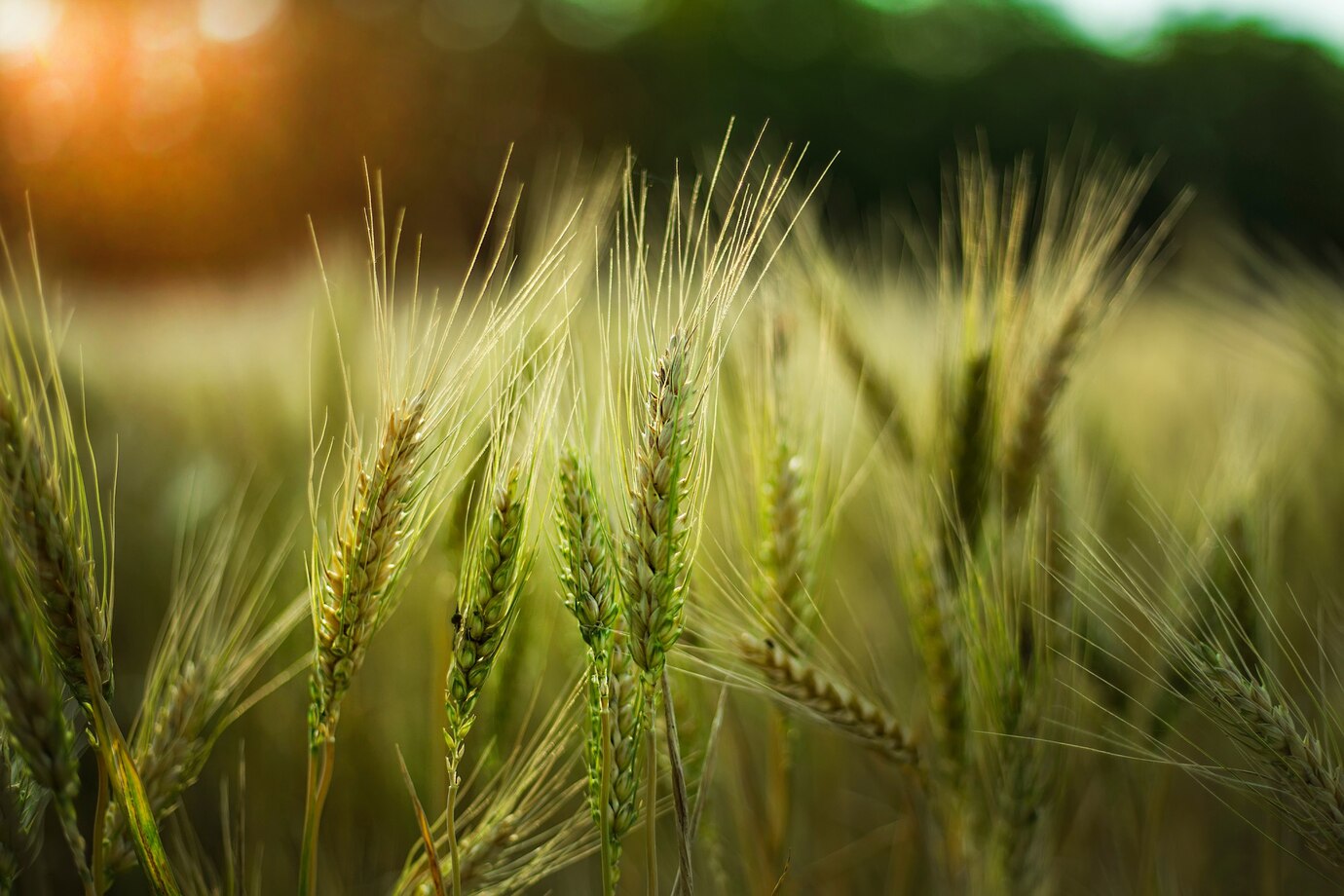 études agricoles - champ de blé